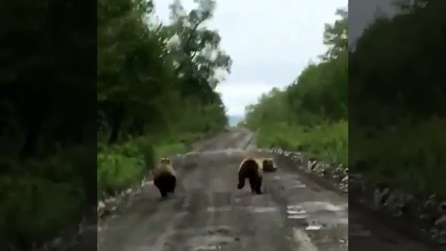 медведи на дороге Камчатка смотреть онлайн