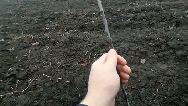 Закладка яблоневого сада, первая обрезка смотреть онлайн
