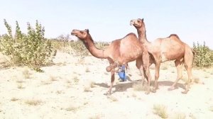 Спаривание верблюдов в степных условиях 🐪