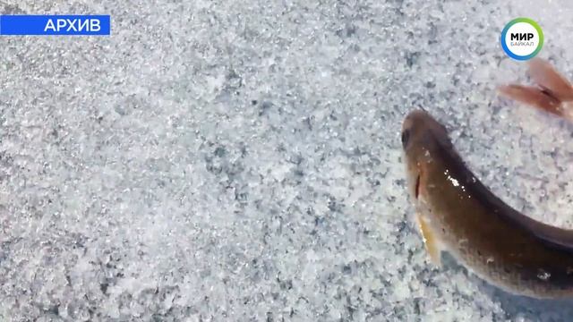 Где можно ловить омуль смотреть онлайн