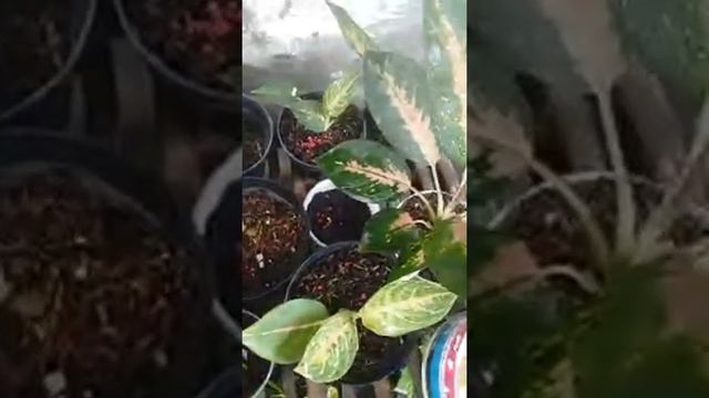 baby Aglaonema Siap Promo смотреть онлайн