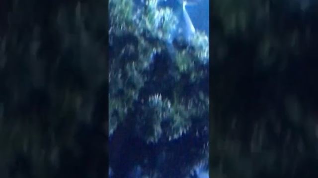 Рыбки в Океанариуме￼ смотреть онлайн