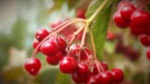 Галина  Поёт Валерий Сёмин