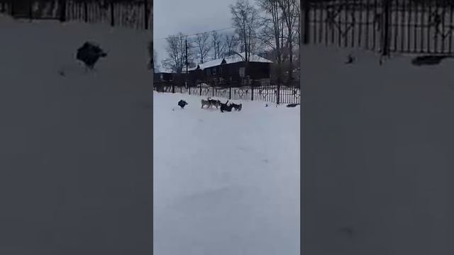 Бродячие собаки одолели уже. Бегают во дворе 13 школы