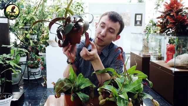 НЕПЕНТЕС. ХИЩНОЕ РАСТЕНИЕ. СЕРГЕЙ КУНИЦЫН смотреть онлайн