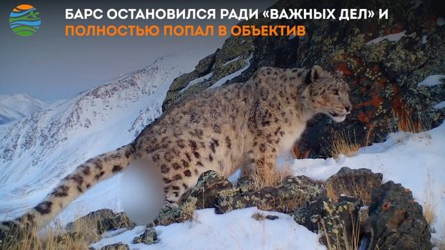 Снежный барс и его важные дела смотреть онлайн