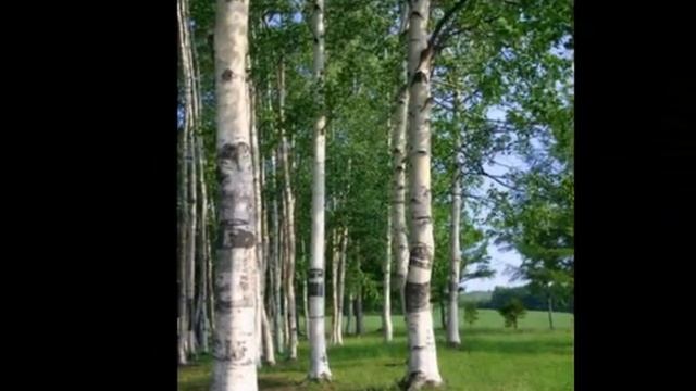 Хореографический ансамбль Берёзка смотреть онлайн