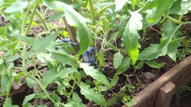 Полив томатов в теплице. смотреть онлайн