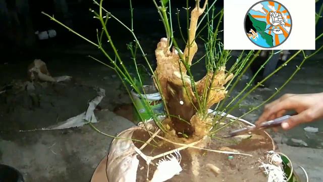 Belajar pruning, bahan bonsai ceplok piring (GARDENIA AUGUSTA) смотреть онлайн