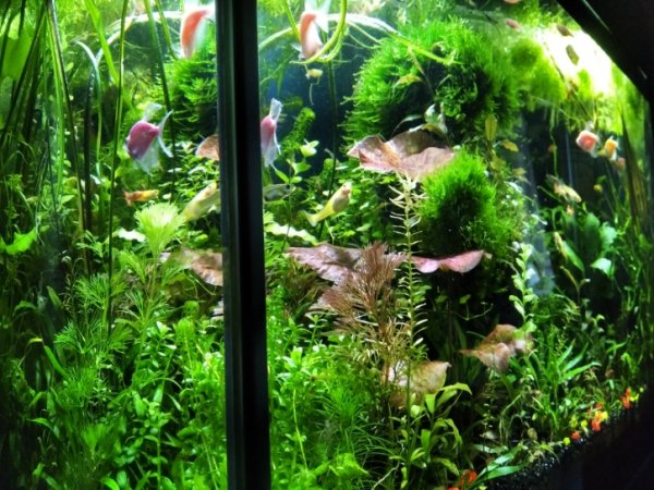 Обзор аквариума 70 л. 21м. без подмен воды.