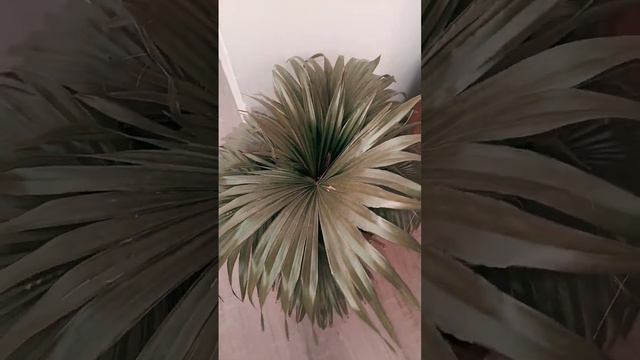 mini plant смотреть онлайн