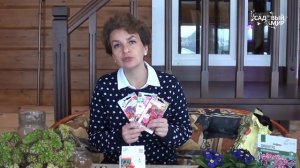 Как выращивать вербену