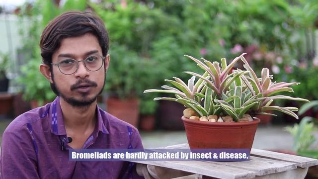 Unusual tropical plant BROMELIADS(NEOREGELIA)!! How to grow them successfully// In love with soil смотреть онлайн