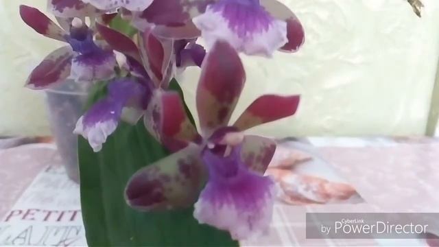 Орхидея зигопеталум rhein blue angel. Уход. Цветение. смотреть онлайн