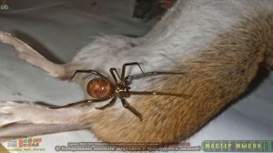 ПАУК ПЬЁТ КРОВЬ МЫШИ 18+ Слабонервным ПРОТИВОПОКАЗАНО ☯#МАСТЕР_МЫСЛИ☯ #ВСЁ_ОБО_ВСЁМ @MasterMysli