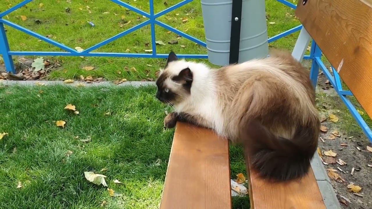 Кошка Моника| Путешествие Моники в новую школу | Невская Маскарадная| Monica Cat