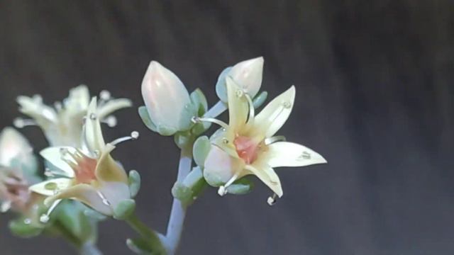 Graptoveria Acaulis E Sua Linda Haste Floral 😍