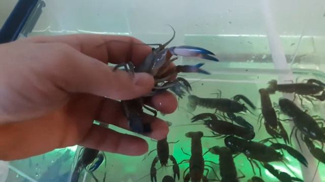 Долгожданная икра у самок . смотреть онлайн