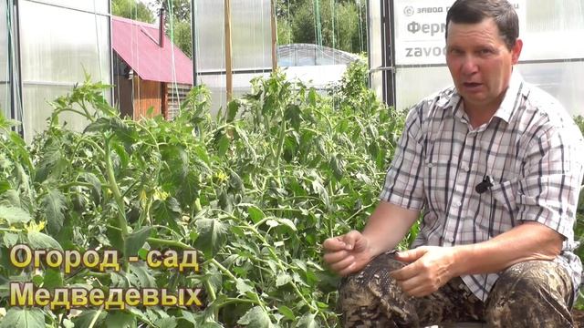 Почему о вершинной гнили томатов думаем заранее смотреть онлайн