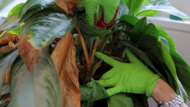 Emergency Green Doctor Service During Coronavirus In NYC смотреть онлайн