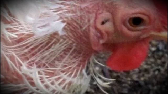 Почему куры лысеют причины, лечение и профилактика смотреть онлайн