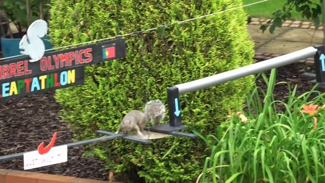 Hilarious Squirrel Olympics - The Leaptathlon Obstacle Course смотреть онлайн