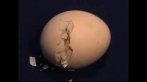 Развитие цыпленка в яйце!