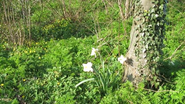 Daffodil - Narcissus смотреть онлайн