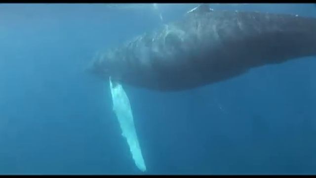 Предельная глубина - 337 - Дайвинг на Гаити. смотреть онлайн