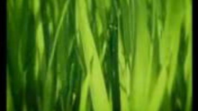 БОЖЬЯ КОРОВКА смотреть онлайн