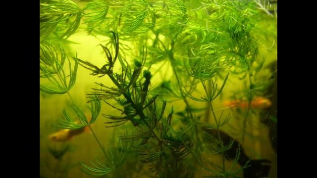 Всё обо всём Сине зелёные водоросли смотреть онлайн