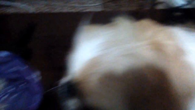 Бэлла, первая стрижка смотреть онлайн