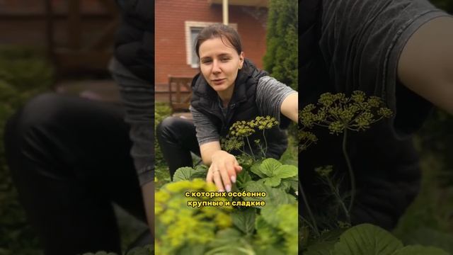 Как ухаживать за викторией в июле #дача #огород #сад #совет #лайфхак #виктория смотреть онлайн