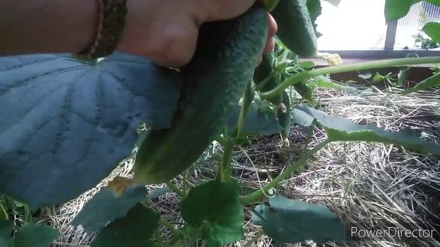 Желтеют огурцы не хотят расти, что делать / Огурцы в июне. смотреть онлайн