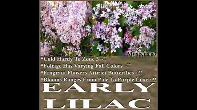 Early Lilac Tree Seed - Syringa oblata Shrub Seeds on www.MySeeds.Co смотреть онлайн