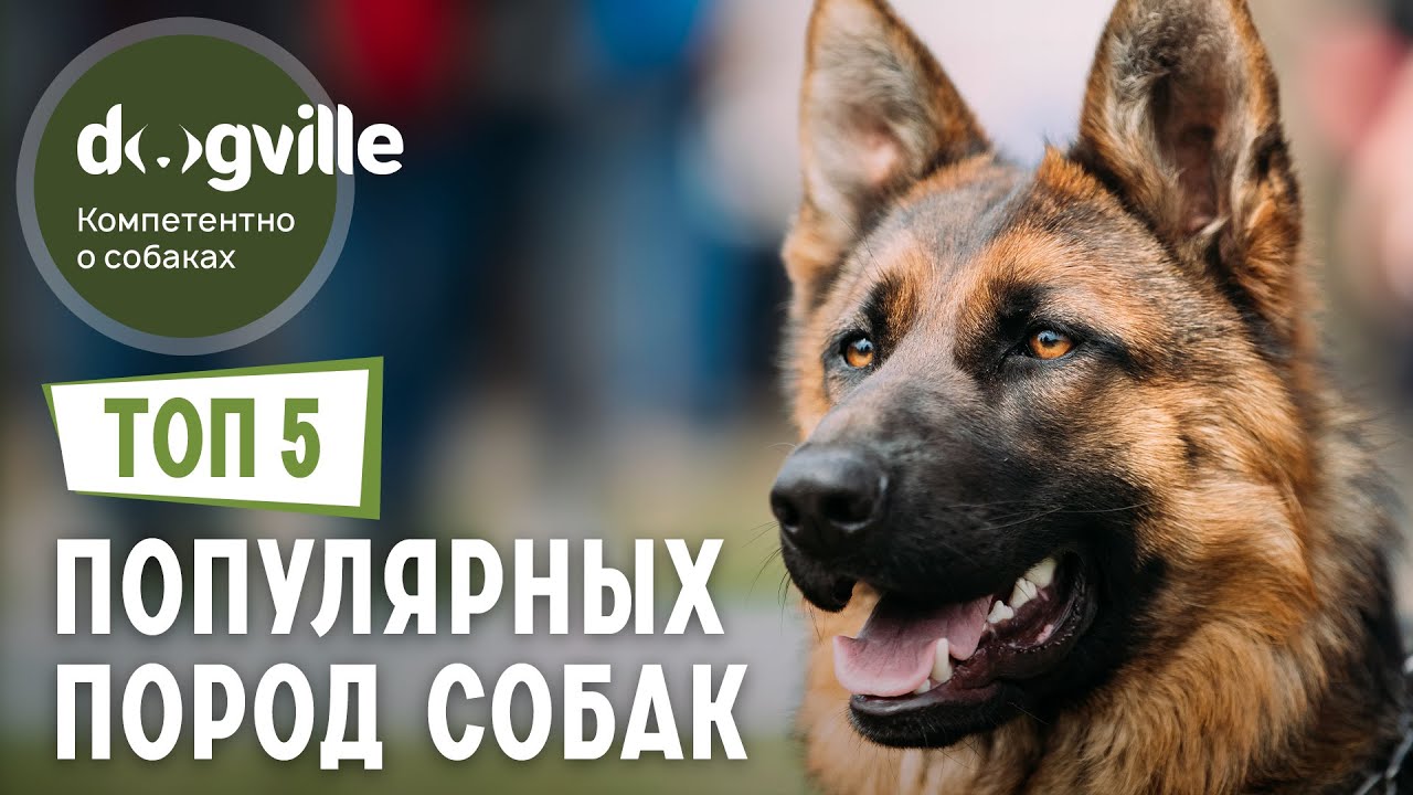 ТОП 5 Самых ПОПУЛЯРНЫХ пород собак смотреть онлайн