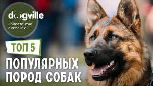 ТОП 5 Самых ПОПУЛЯРНЫХ пород собак