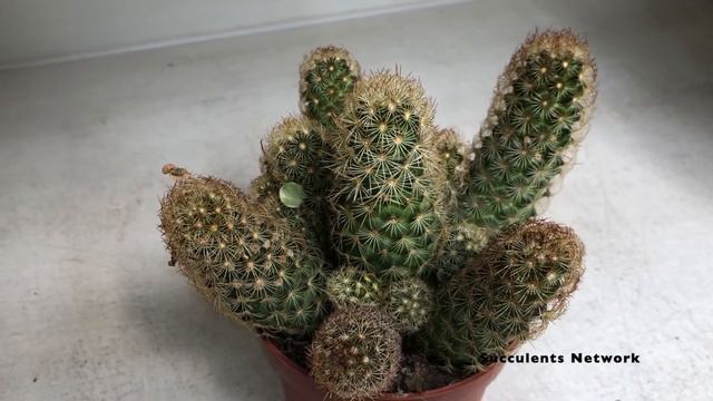 How To Grow & Care For Mammillaria Elongata ‘Lady Finger Cactus’ смотреть онлайн
