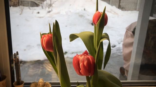 ДЮЙМОВОЧКА И ТЮЛЬПАН. Стихи для детей. смотреть онлайн