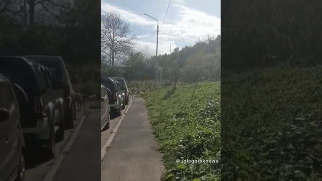 Бездомная собака покусала семилетнего мальчика в Углегорске смотреть онлайн