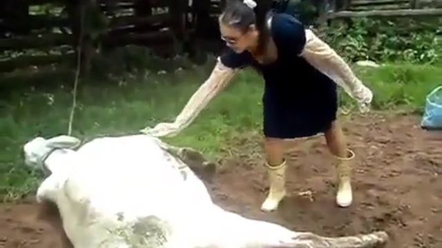 Дура, пыталась потрогать спящую корову! смотреть онлайн