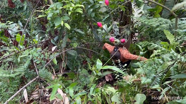 Harvest forest bananas, Go to the market to sell - grow chili | Hoàng Hương смотреть онлайн