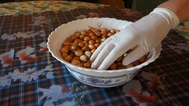 Посадка ЛУКА, мой способ обработки и посадки (45 09.05.16) смотреть онлайн