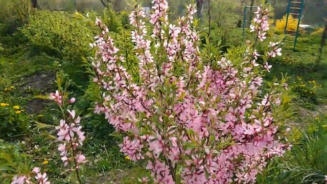 Как красиво цветет миндаль "Степной" / Звуки сада смотреть онлайн