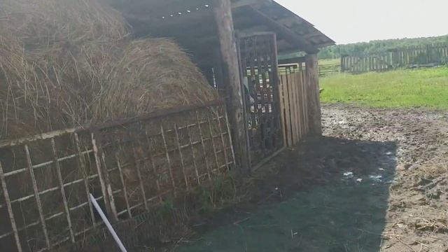 ОБЗОР. БЫКИ РАСТУТ КАК НА ДРОЖЖАХ. смотреть онлайн