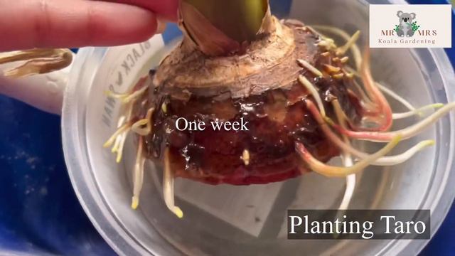 Growing Taro Root Plant/Tuber смотреть онлайн