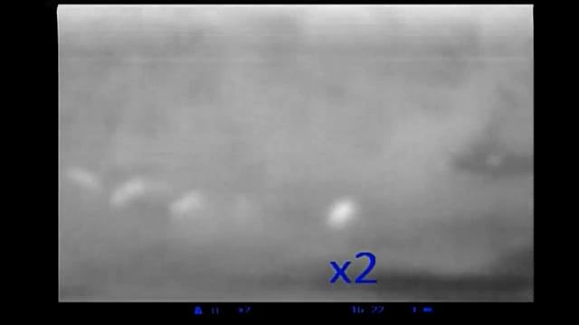 Pulsar Quantum XD50A Thermal Hog Hunting Video смотреть онлайн