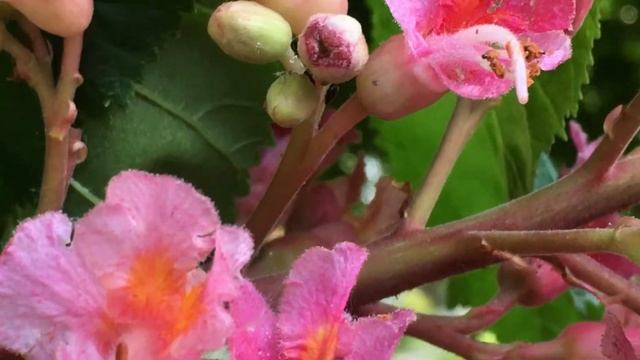 Red Horse Chestnut (Aesculus x carnea) - flowers close up - May 2018 смотреть онлайн