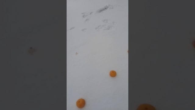 Собака вредитель истоптала мне весь снег..