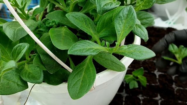 Живцюю вегетативні петунії. смотреть онлайн